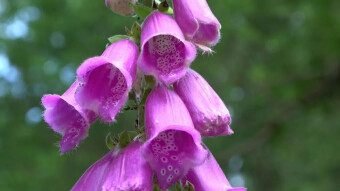 Common Foxglove, she's beautiful, she can heal but she can also kill