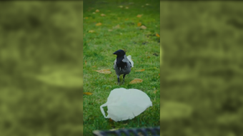 Rogue bird! Plan to assassinate the janitor