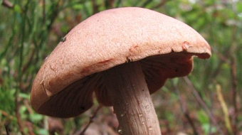 Mushrooms occurring in Europe - Cortinarius armillatus