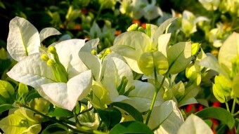 Flower Photography.