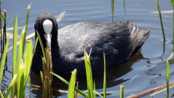 A bird with a rogue temperament - Common coot with young on my favorite pond