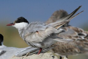 Whiskered Tern (Chlidonias hybrida)