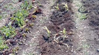 Our Vegetable Plots #8