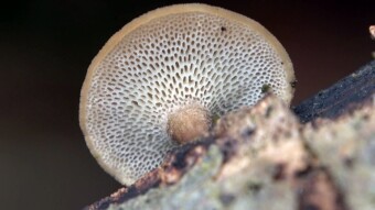 Polyporus brumalis (Żagiew zimowa) - arboreal medicinal mushroom