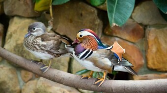 China May Deploy 100,000 Ducks to Fight Locusts