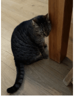 Update 1: Cats cryptocurrency prediction experiment versus machine learning