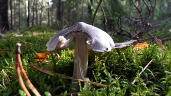 Tricholoma virgatum (Gąska pieprzowa) - highly poisonous lamellar mushrooms