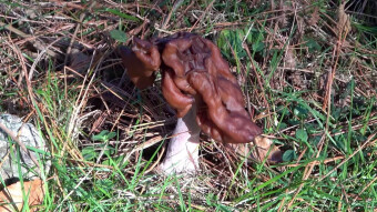 Elfin saddle edible mushroom only for experienced mushroom pickers