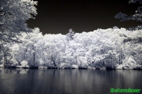 Infrared Photography - Looking across the creek