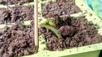 Our Vegetable Plots #10
