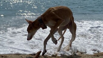 Beach first contact