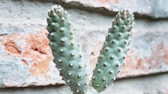 Tephrocactus articulatus var. strobiliformis