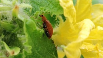 Insect videography
