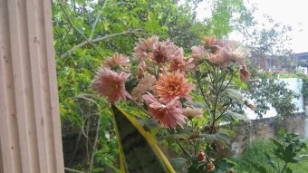 My mother's flowers