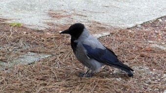 Winter is back, hungry birds are back - My Actifit Report Card: December 20, 2024