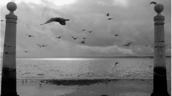 Flying Free