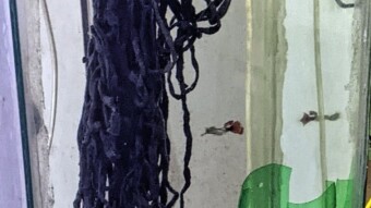 The "Dirty Dozen" get a New Home - My DIY 15 gallon "Tall" Fish Tank