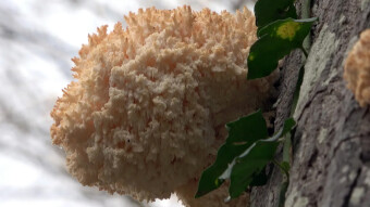 A rare and beautiful arboreal mushroom - Hericium coralloides