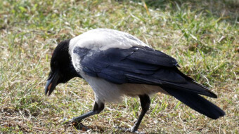The hungry crows dominated, the rest of the birds were in the background
