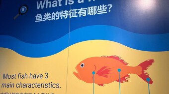 Learning about fish