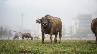 The Bull has arrived! Or has it??