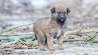 Every puppy is adorable