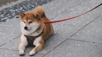 The $DOGE Pump Not Based on Fundamentals? Wrong, Boomer.