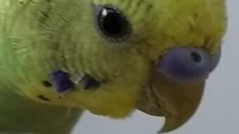 Momo Budgie's Pedicure & Beak Management
