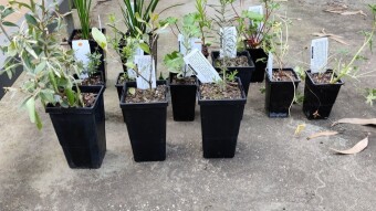 Next Little Garden Tasks