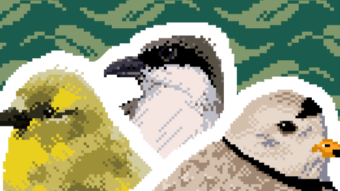 For The Birds. Blockchains and Charity