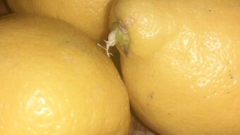 A yellow lie