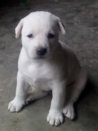 My Cute Puppy Named "Rocky"