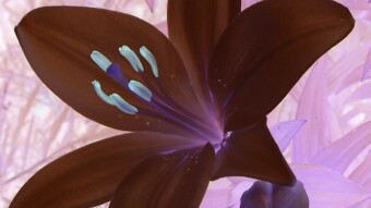 Lilies