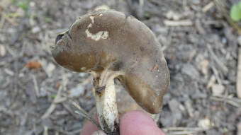 Bactericidal properties - Helvella spadicea