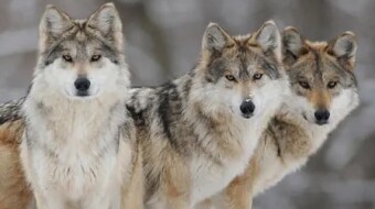 The Leader of the Wolf Pack Must Remain at the Back