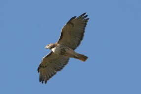 Red-tailed Hawk (Buteo jamaicensis)