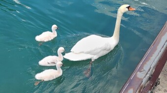 The swan and its babies