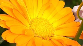 Flower Photography