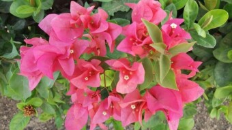 Bagan Bilash flower Photography.