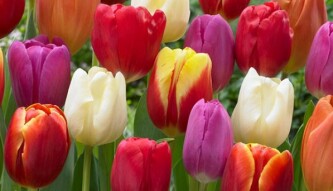 I Love The Dutch Tulips
