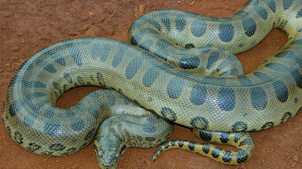 Everglades | Just Became Home to the Green Anaconda | And That’s Not Good News
