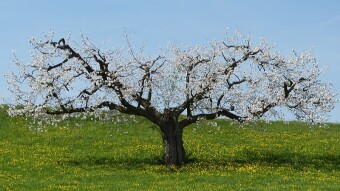Texas Gardening Nut, Fruit and Spice Trees (USDA Hardiness Zone 8B)