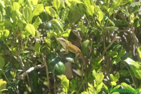 Anole lizard changing colors on Holly bush