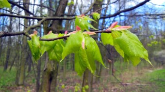Continued walks among flowering trees