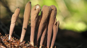 Mushrooms occurring in Europe - Clavariadelphus ligula