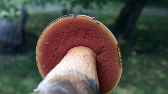 Lurid bolete in my park