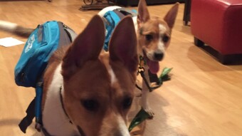 Coco and Oreo’s first day with backpacks