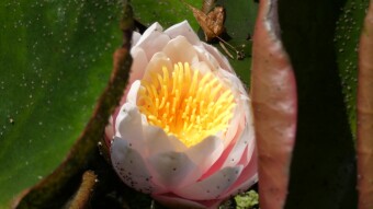 Flowers found in Europe - Nymphaea