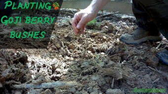 Planting Goji berry bushes