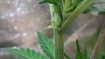 Grow Journal - 2x2 Auto Flower Tent - Day 16 - Day 18 veg